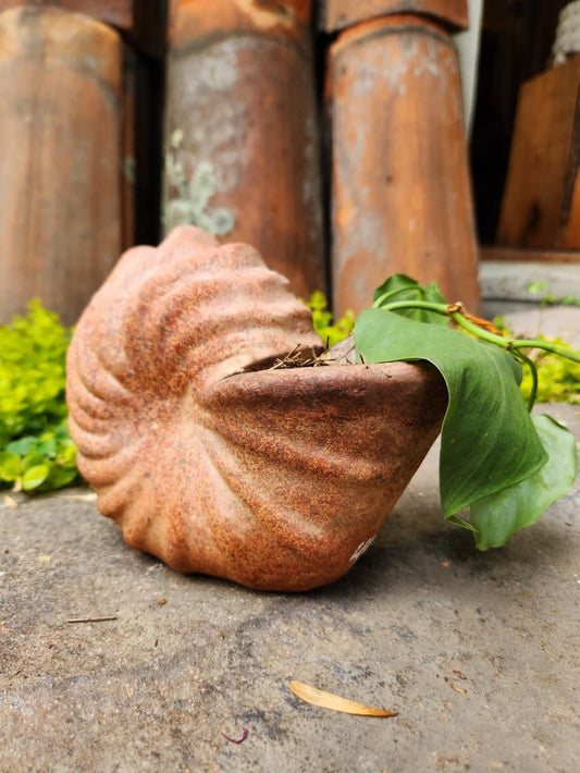 Caracol chico abierto con planta