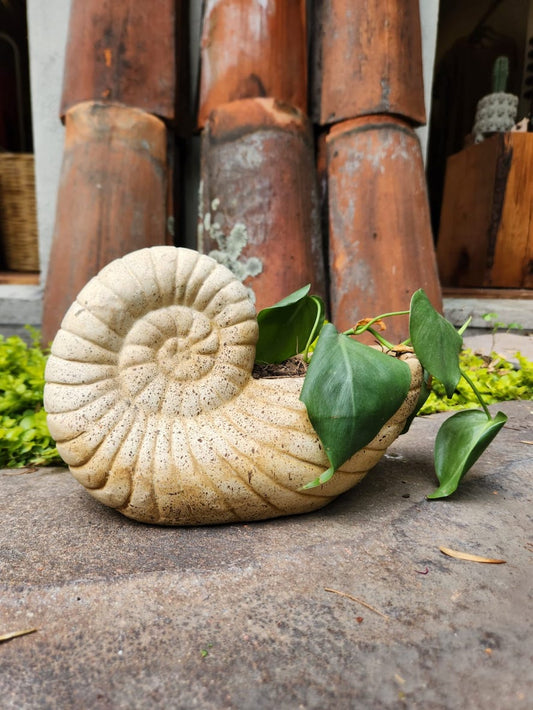 Caracol grande abierto con planta